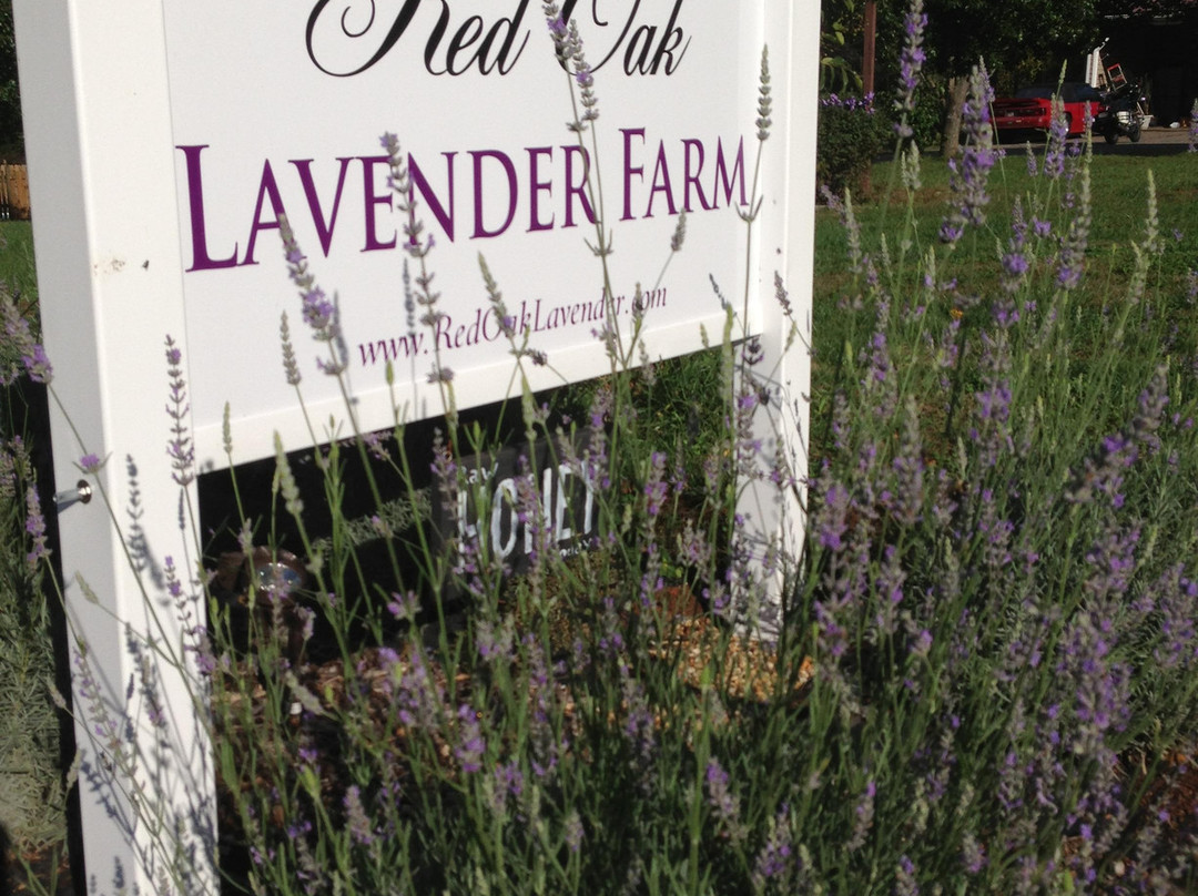 Red Oak Lavender Farm-达洛尼加必去景点