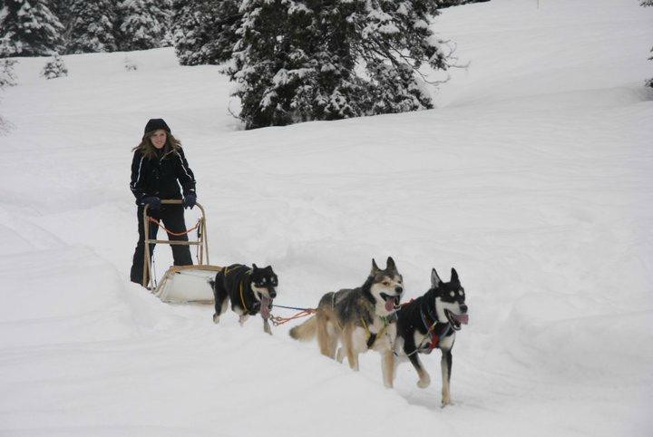 Athabaska Dogsledding - Scuola di Sleddog景点图片