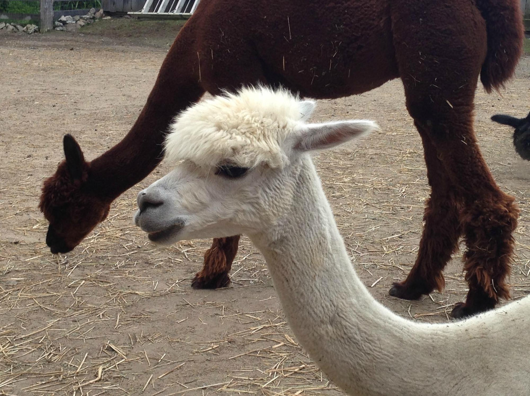 Alpagas Brise Des Champs-Mirabel必去景点