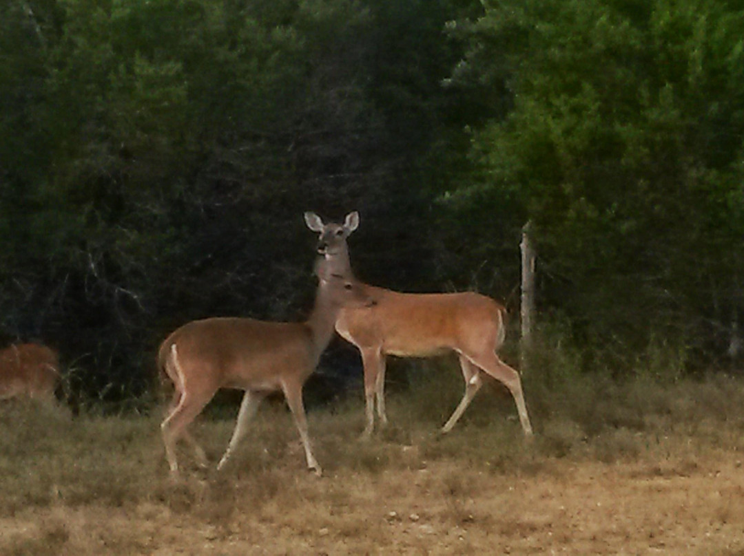 Pace Bend Park-Spicewood必去景点