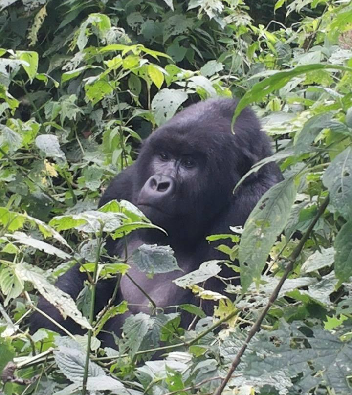 Virunga National Park - Mount Nyiragongo & Mountain Gorilla Treks-Goma必去景点