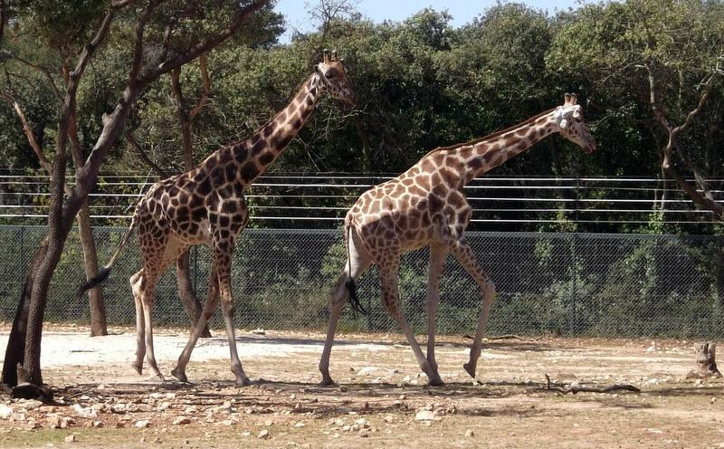 Parc de Lunaret - Zoo de Montpellier景点图片