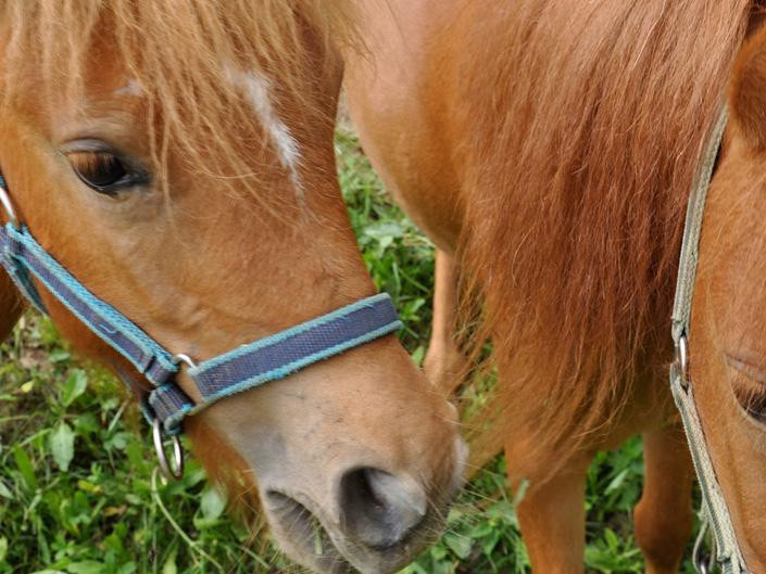 Hotel Grissianerhof主图