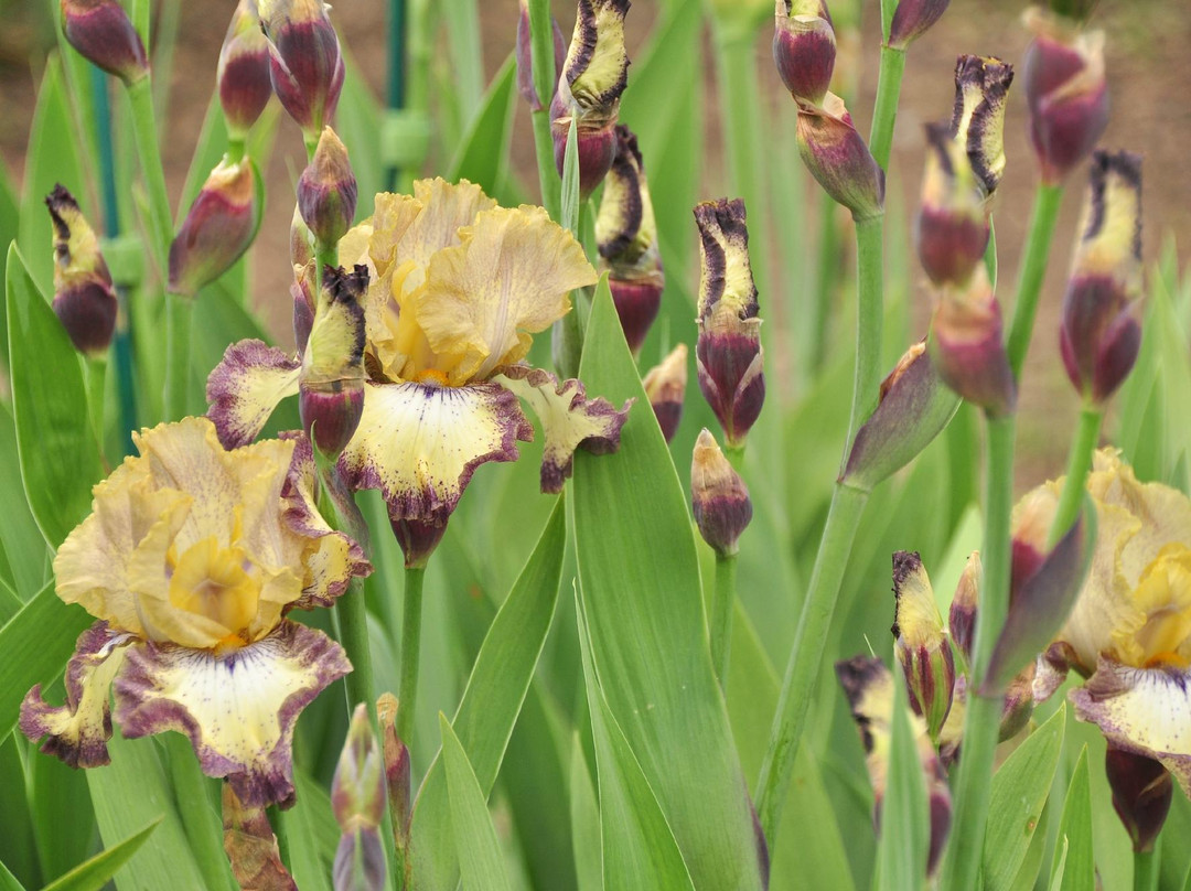 Presby Iris Gardens-Upper Montclair必去景点