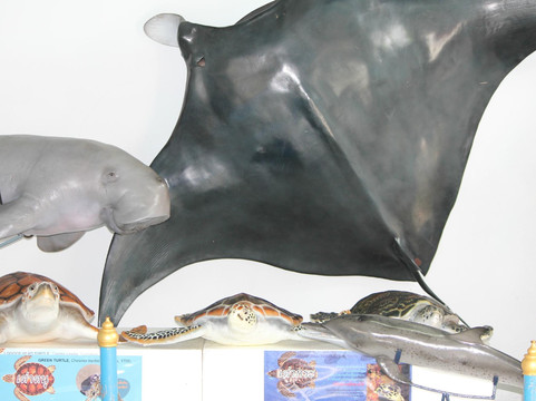 普吉水族馆-普吉岛必去景点