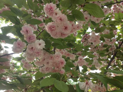 玉渊潭公园-北京市必去景点