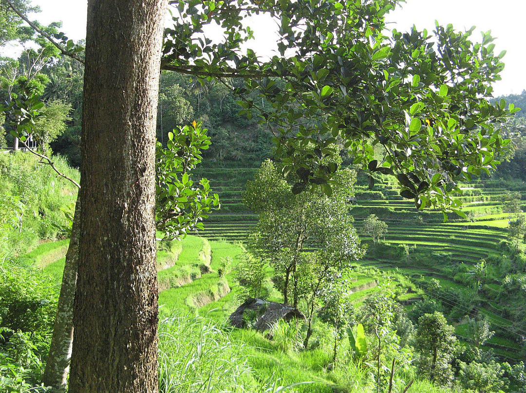 Rio Tour Bali-乌布必去景点