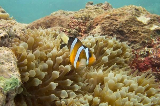 蓝角潜水-蓝梦岛必去景点