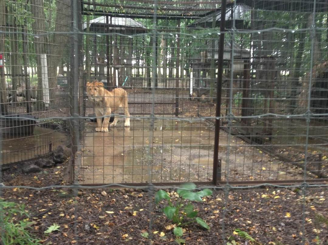 Maple Lane Wildlife Farm景点图片