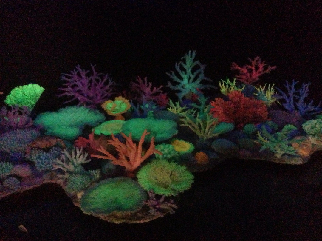 Griffiths' Sea Shell Museum & Marine Display景点图片