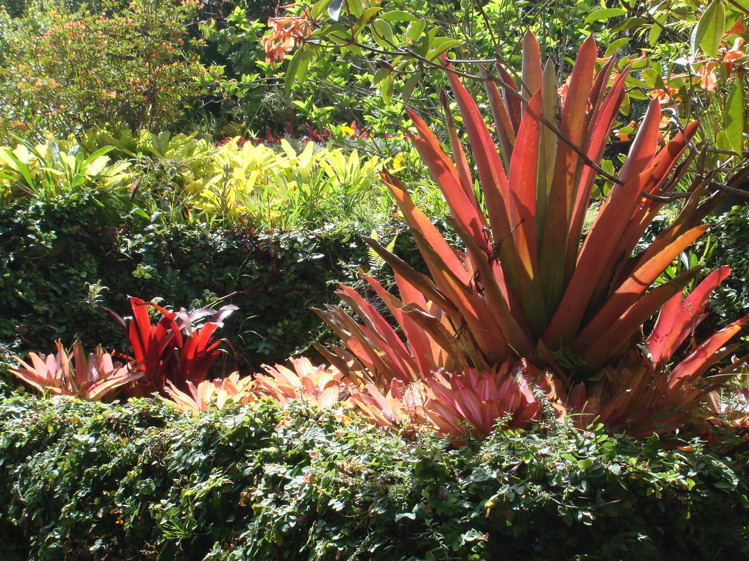 库拉植物园-库拉必去景点