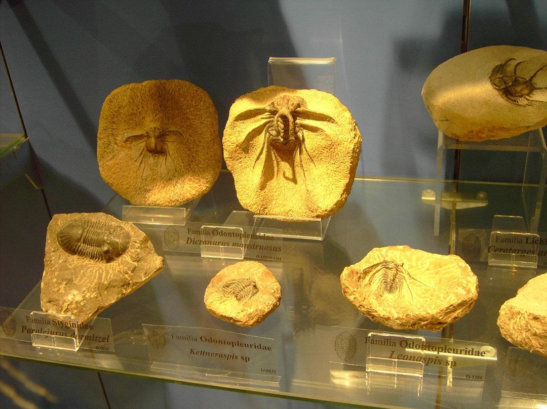 Museo Maritimo de Asturias景点图片