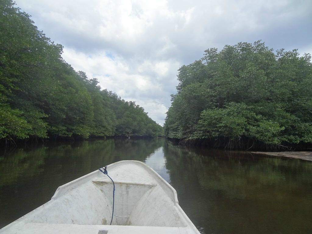 蓝梦岛红树林-蓝梦岛必去景点