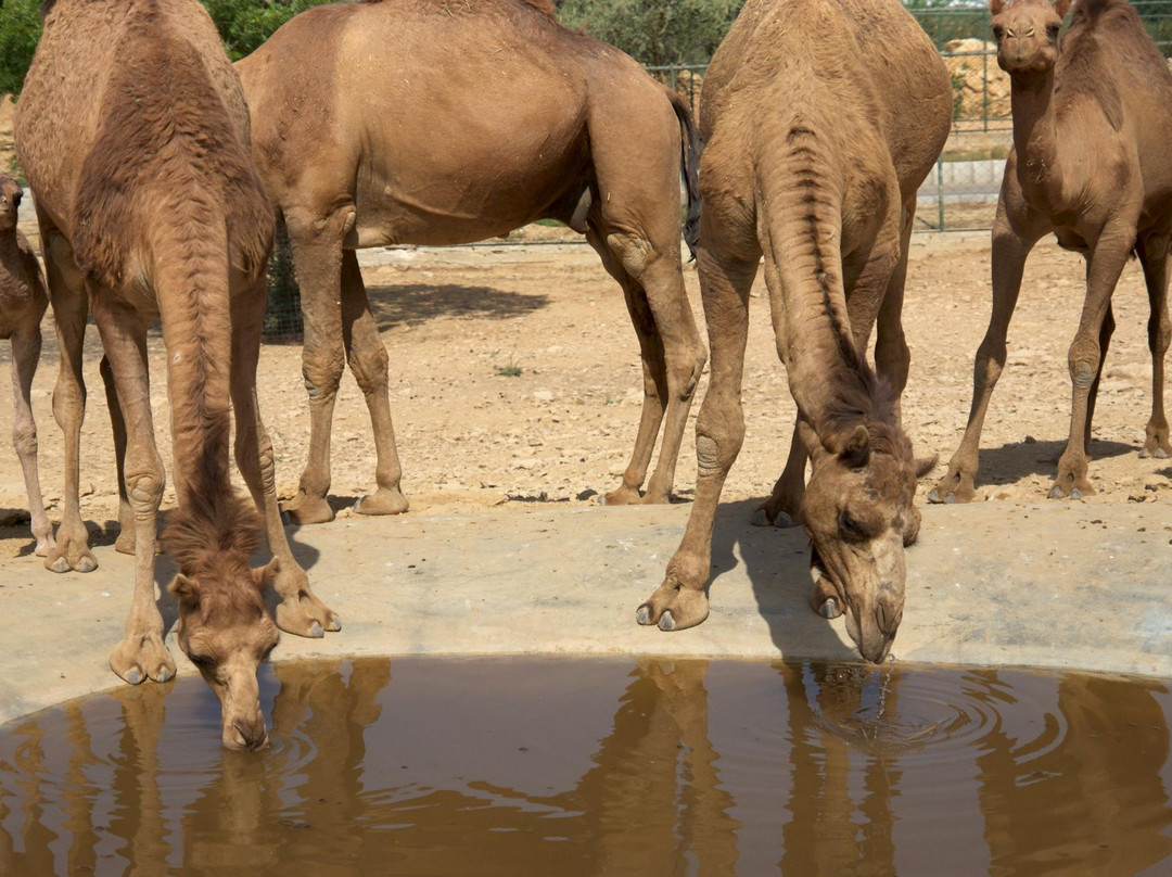 Safari Park-卡拉奇必去景点