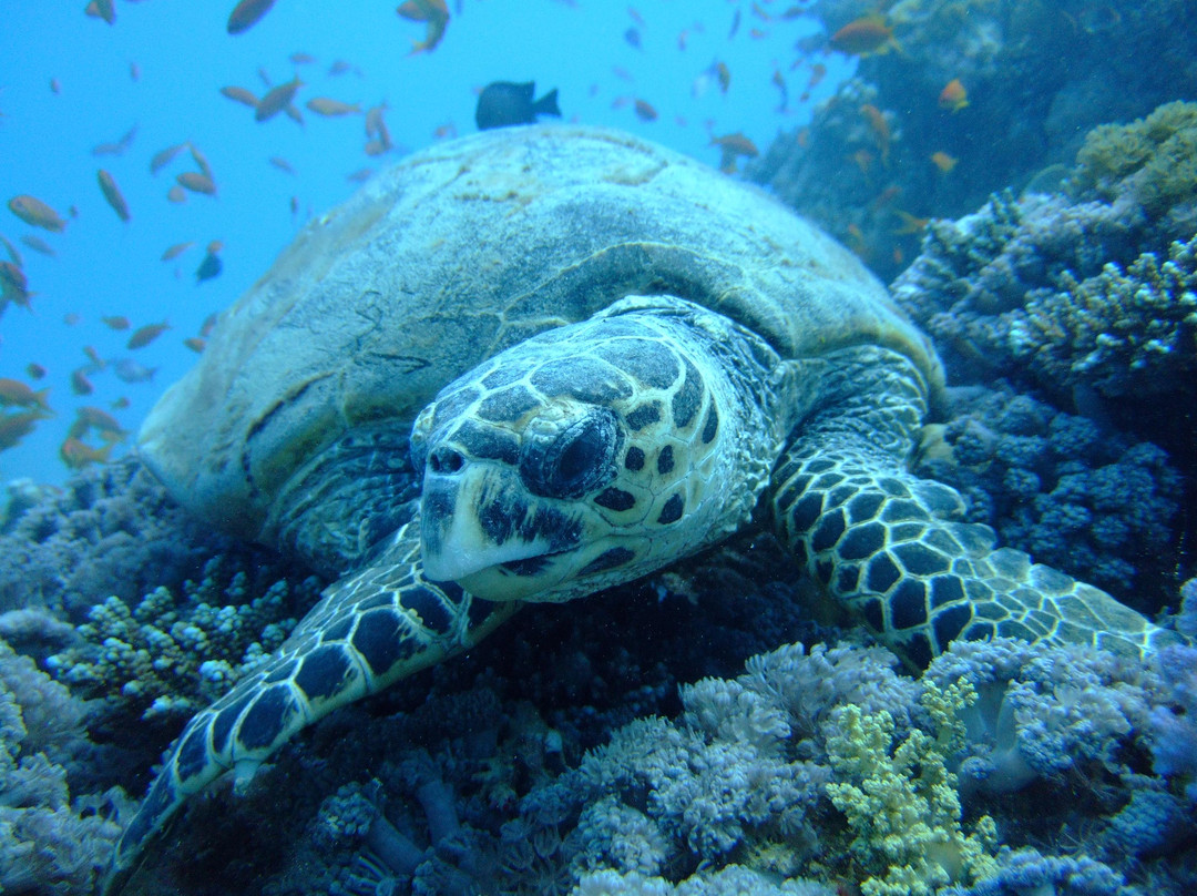 African Divers Nuweiba-努威巴必去景点