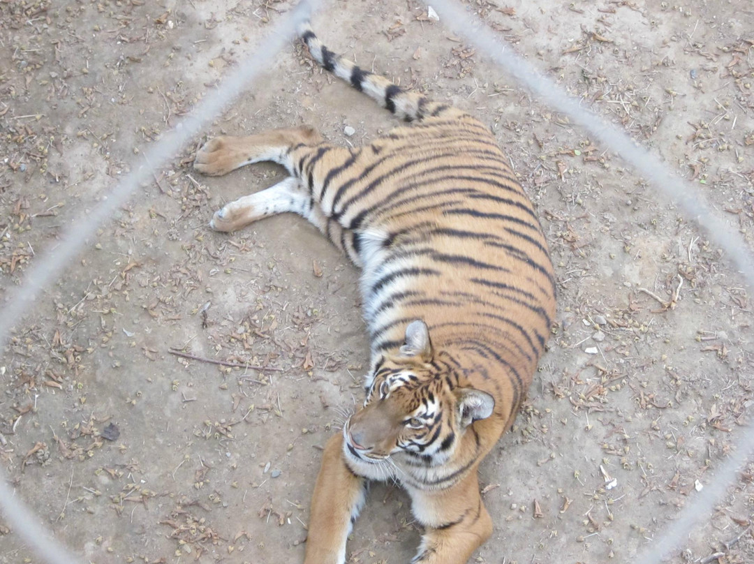 王城公园洛阳牡丹花会-洛阳市必去景点