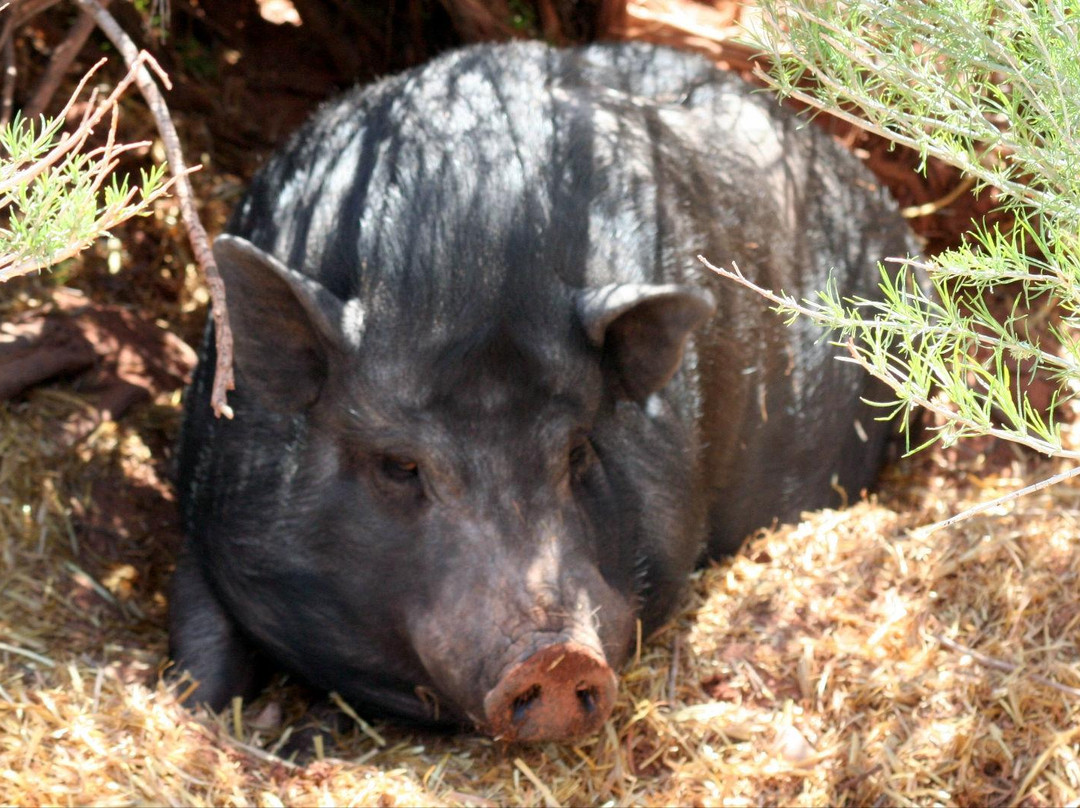 Best Friends Animal Sanctuary-卡纳布必去景点