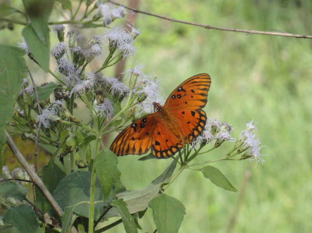 Paleo Hammock Preserve-圣露西港必去景点