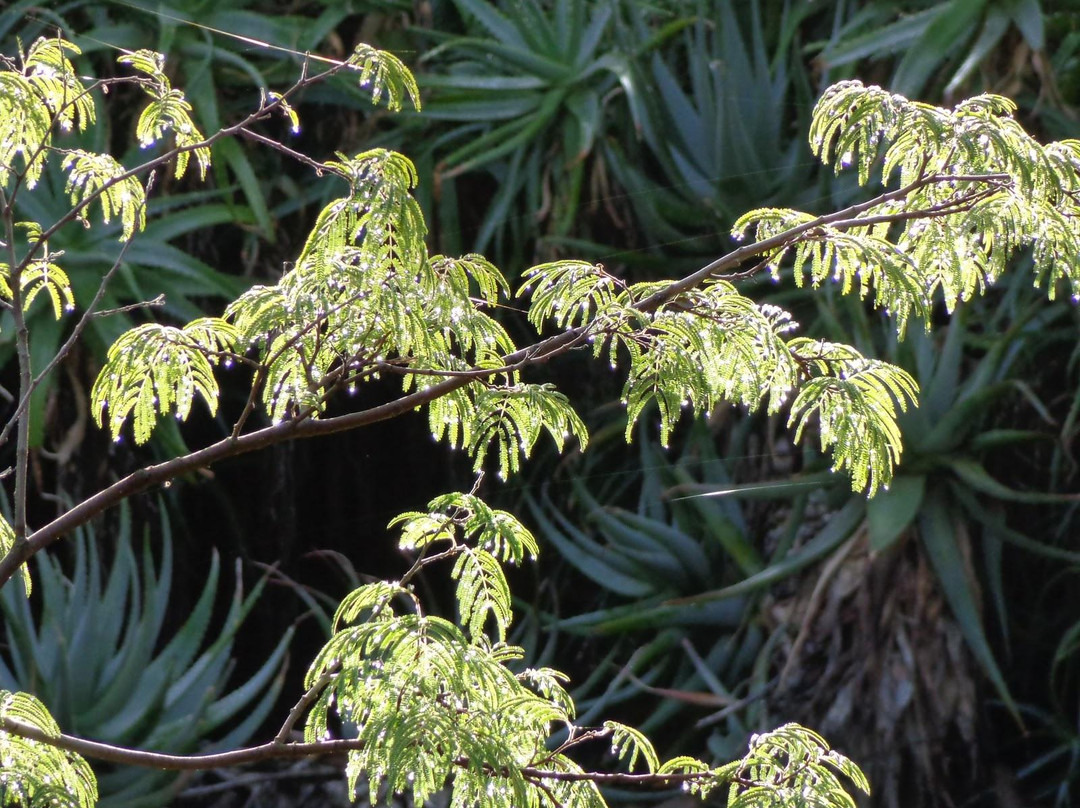 The Ruth Bancroft Garden-核桃溪必去景点