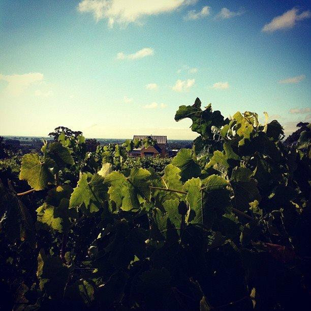 Blue Gables Winery景点图片