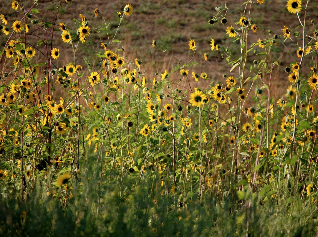 OPPD Arboretum-奥马哈必去景点