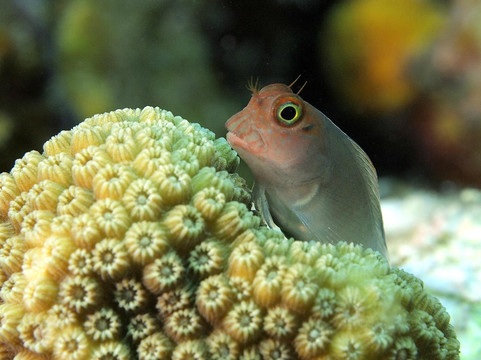 Seasports Diving-七哩滩必去景点