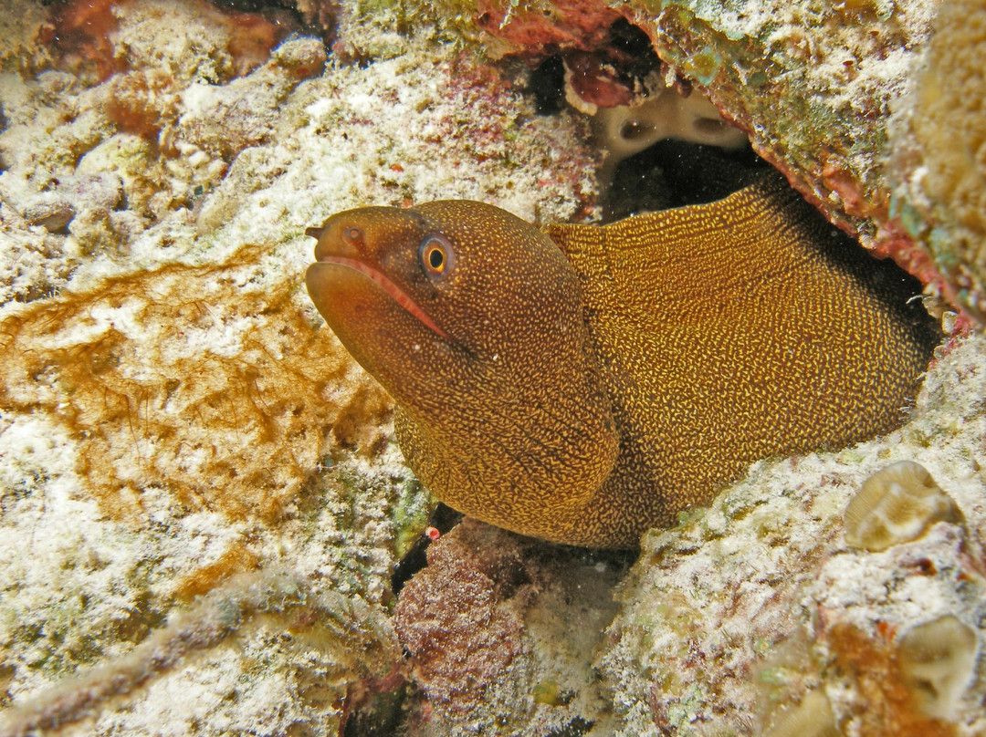 Bonaire National Marine Park-Kralendijk必去景点