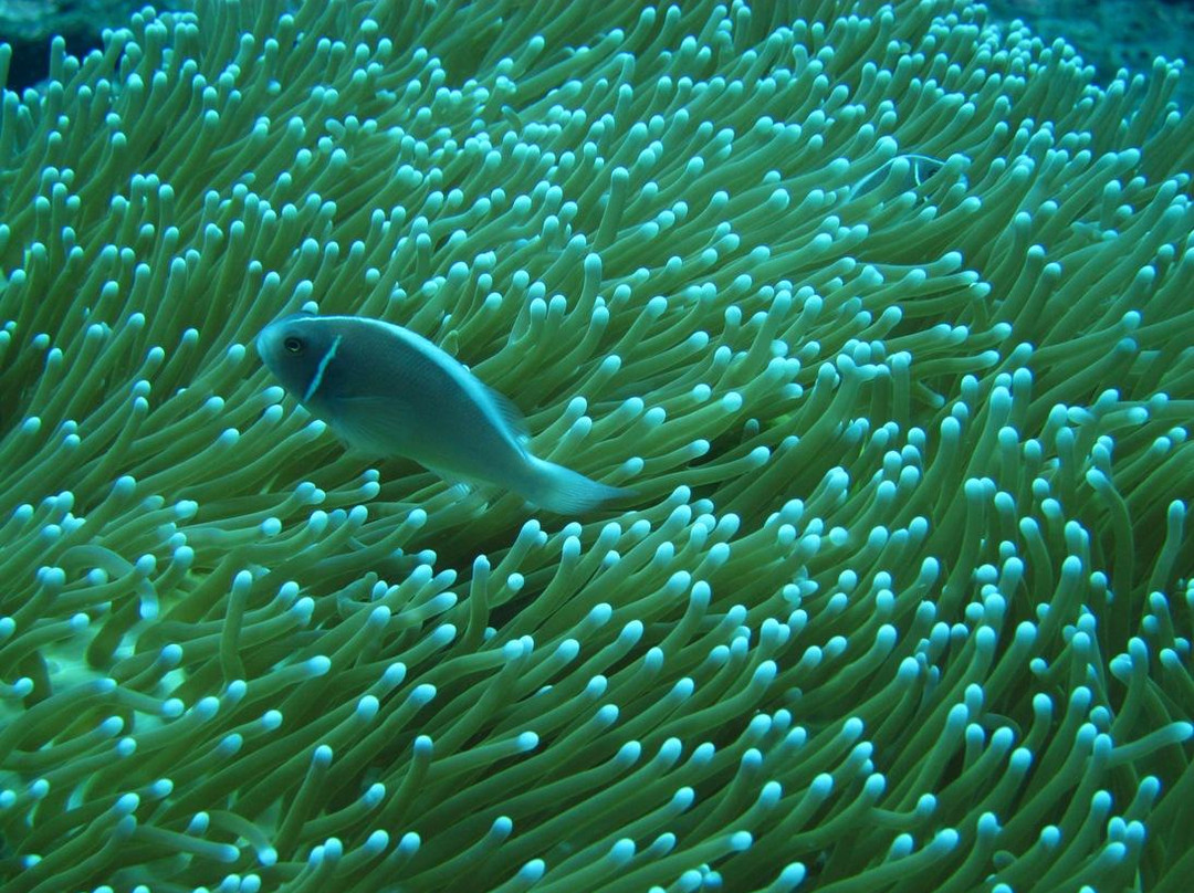 水游天堂潜水中心-图兰本必去景点