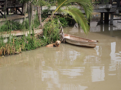 四方水上市场-芭堤雅必去景点