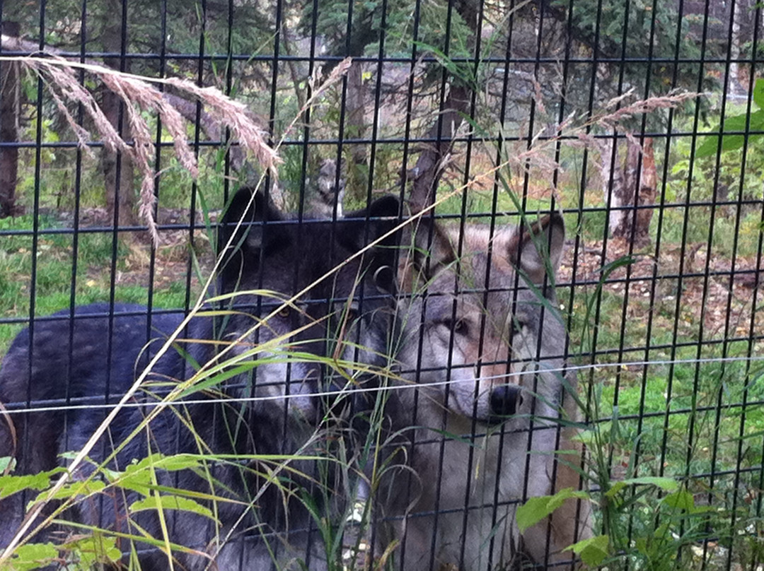 阿拉斯加动物园-安克雷奇必去景点