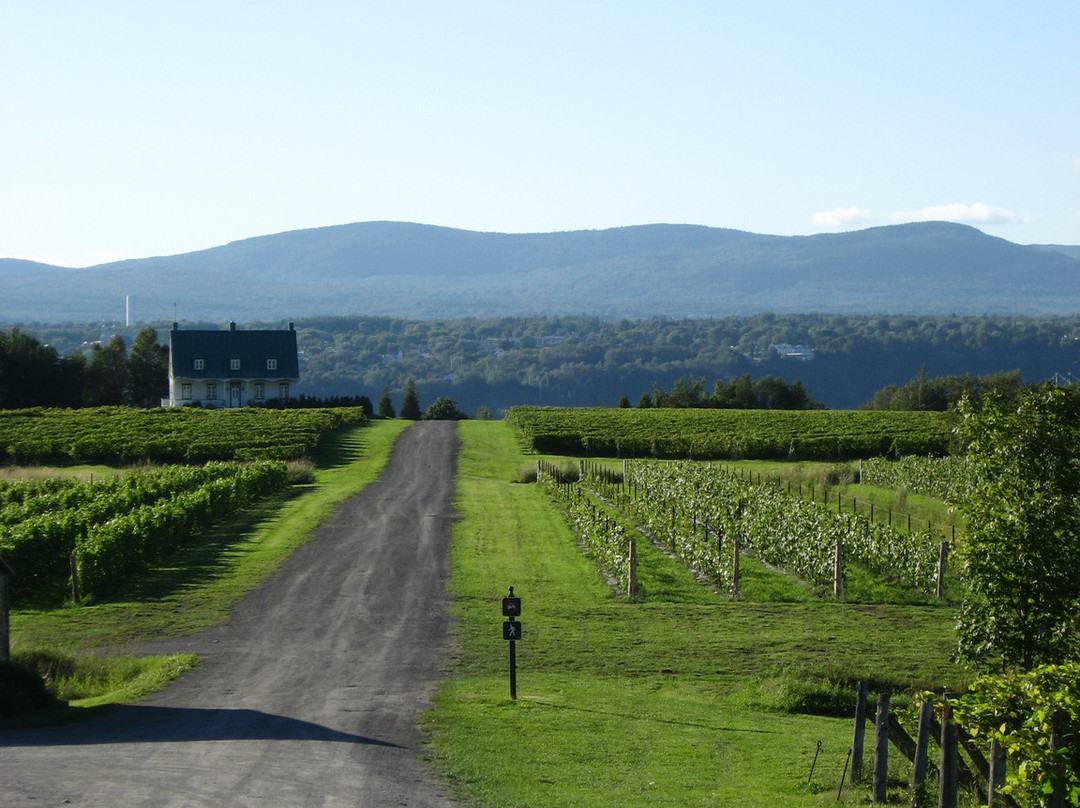 Vignoble Ste-Petronille景点图片