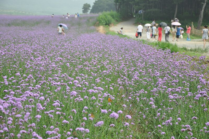 沈阳紫烟薰衣草庄园-沈阳市必去景点