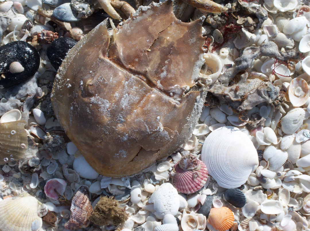 Barefoot Beach Preserve-博尼塔斯普林斯必去景点