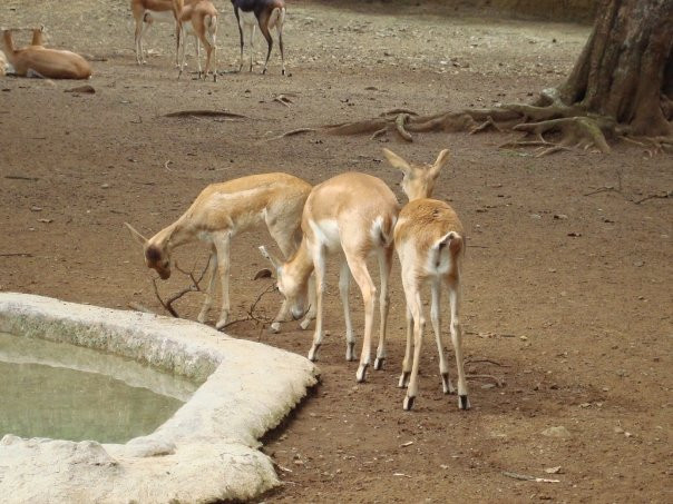 Zoologico de Cali-卡利必去景点