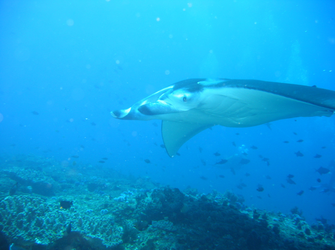 Diversity Scuba Tofo-托佛必去景点