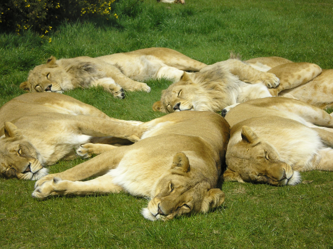 West Midlands Safari Park-Bewdley必去景点
