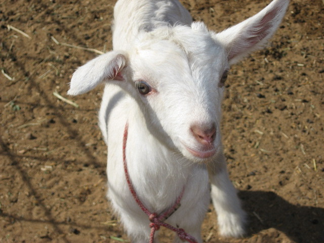 冲浪山羊农场-库拉必去景点
