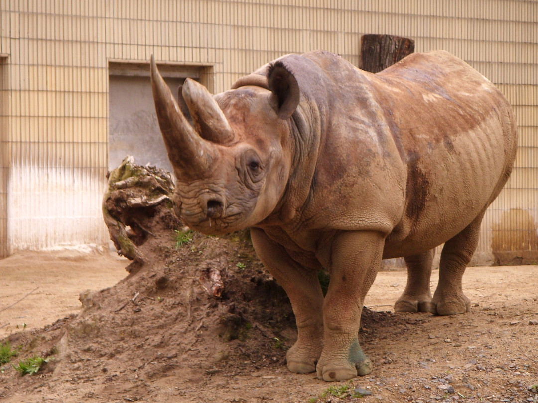 Zoo Frankfurt-法兰克福必去景点