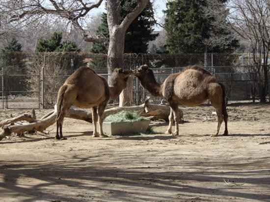 Denver Zoo-丹佛必去景点