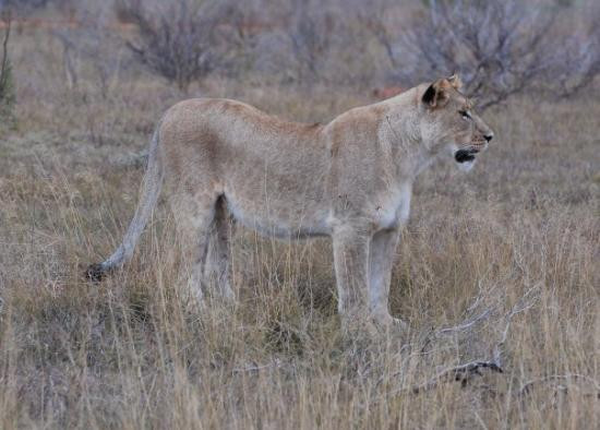 Shamwari Game Reserve旅游攻略图片