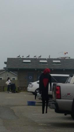 半月湾州立海滩-半月湾必去景点