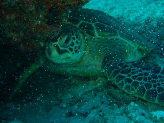 夏威夷彩虹潜水呼吸器-火奴鲁鲁必去景点