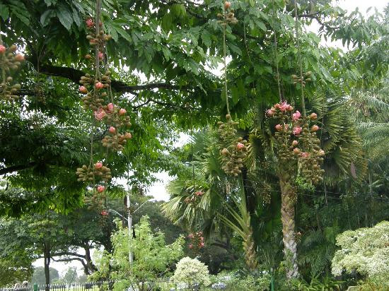 Royal Botanical Gardens-西班牙港必去景点