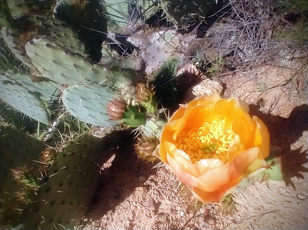 Ronald W. Caspers Wilderness Park-San Juan Capistrano必去景点