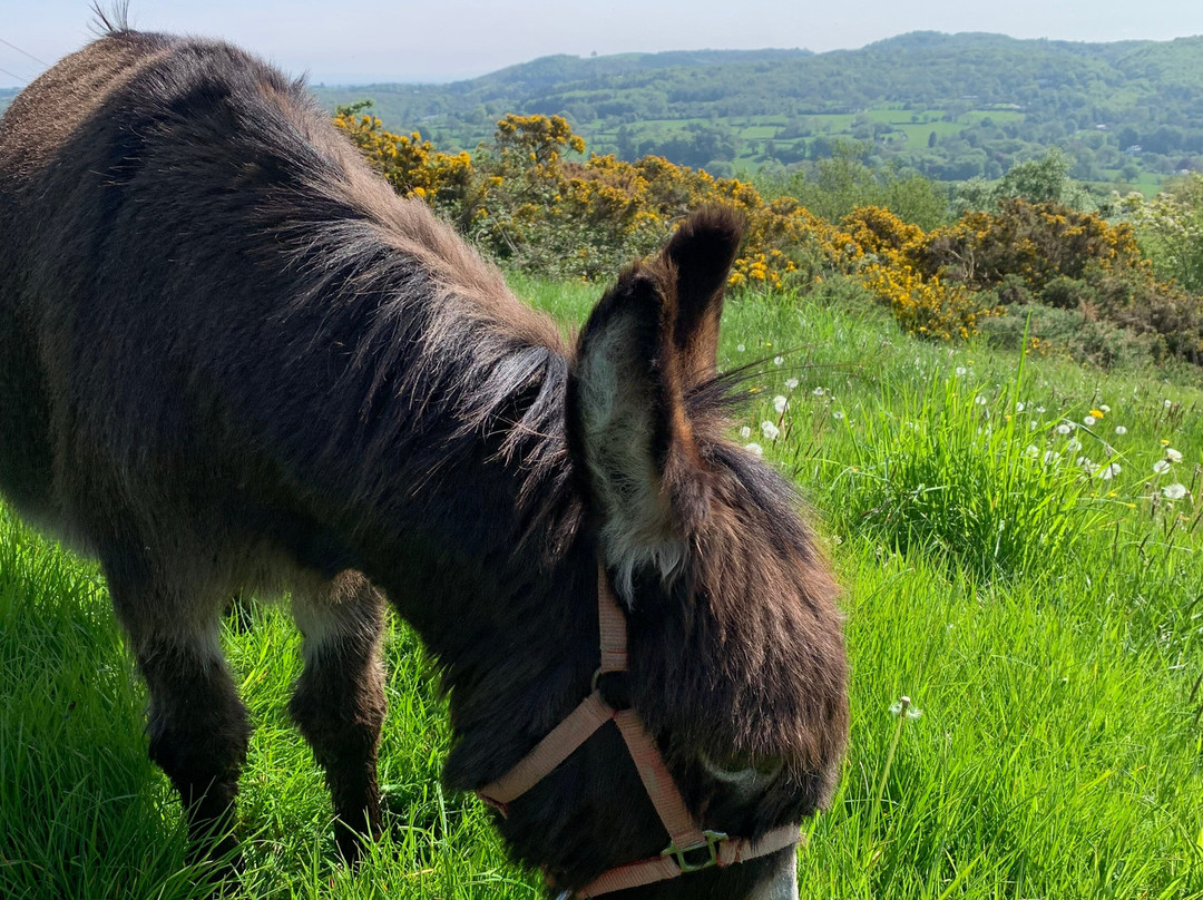 Moel Famau Donkeys景点图片