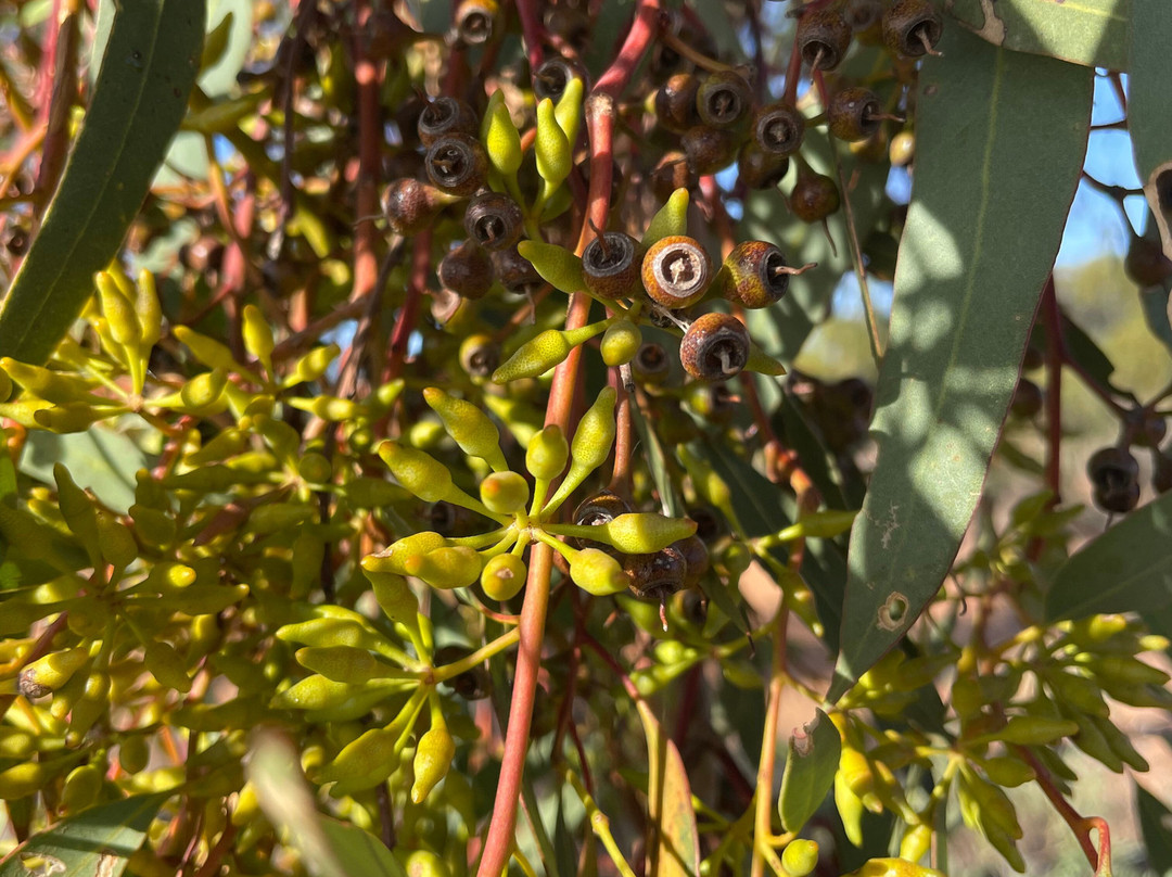 Red Cliffs Scenic Reserve-Red Cliffs必去景点