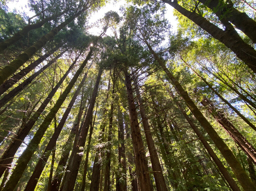 Hendy Woods State Park景点图片