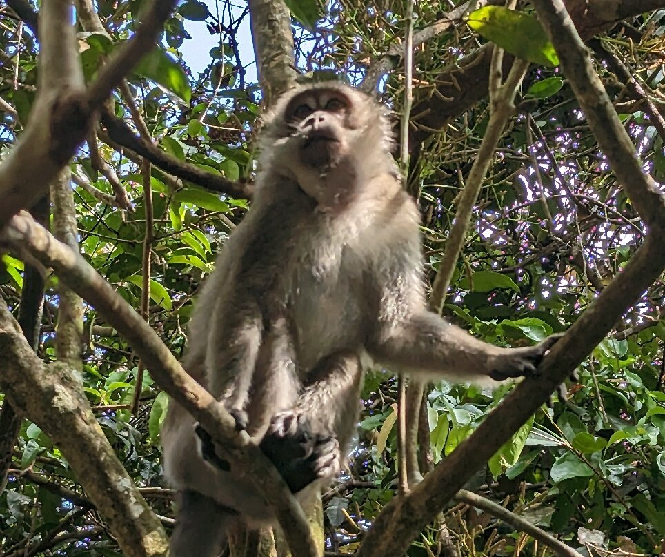 Guia En Borneo景点图片
