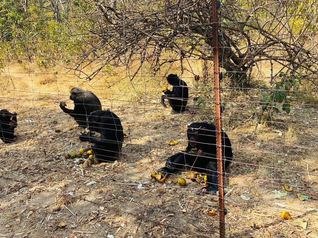Chimfunshi Wildlife Orphanage