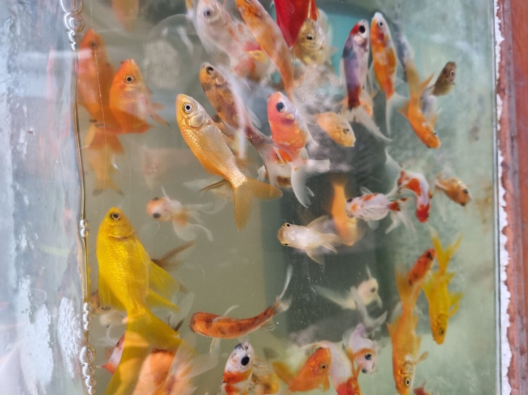 Aquaflores景点图片